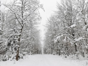 Snowy forest trail flanked by snow-covered trees in a quiet winter atmosphere, Frankenwald nature