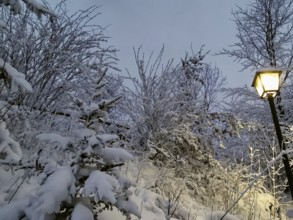 Snow-covered trees at dusk with an illuminated lantern, Frankenwald nature park Park
