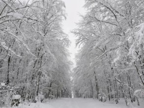 A quiet and snowy forest trail surrounded by tall, snow-covered trees, Rennsteig, Frankenwald
