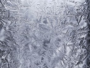 Ice flowers on a glass surface create a frosty and detailed pattern