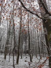 Autumn leaves and snow-covered trees create a strong visual contrast in the forest, Franconian