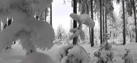 A thick winter forest with deep snow-covered treetops, Fichtelgebirge, Bavaria