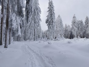 A snowy trail through a quiet winter forest, Fichtelgebirge, Bavaria