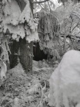 Snowy trees and shrubs in a dense forest, Fichtelgebirge, Bavaria