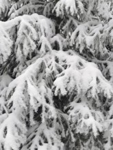Close-up of snow-covered tree branches in winter, Fichtelgebirge, Bavaria