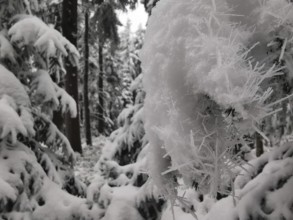 Snow crystals on branches in a thick winter forest, Fichtelgebirge, Bavaria