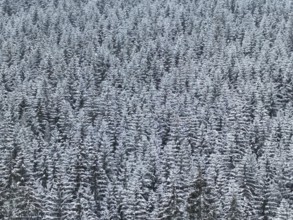 Dense snowpack on treetops of a large forest, peace and uniformity, Rennsteig, Thuringian Forest