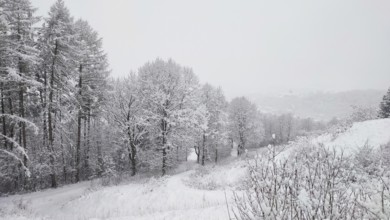Snow-covered trees form an idyllic winter landscape in cloudy skies, Franconian Forest