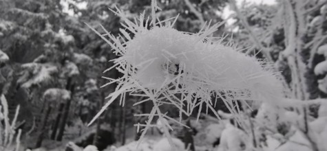 Frosty ice crystals in close-up with mystical effect in the forest, Fichtelgebirge, Bavaria
