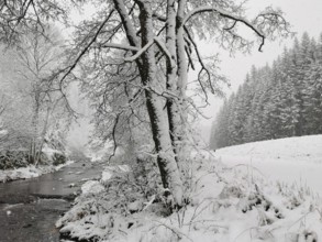 Snowy river landscape with leafless trees on a quiet winter day, Rennsteig, Frankenwald