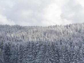 Snow-covered forest with dense trees under a cloudy sky, Fichtelgebirge, Upper Franconia
