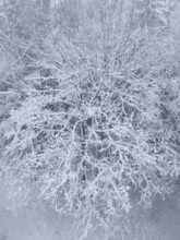 Snowy tree landscape with snow-covered branches, quiet winter atmosphere, Franconian Forest