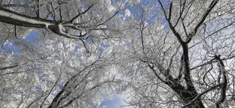 Snowy treetops stand out against a clear blue winter sky, Rennsteig, Thuringian Forest