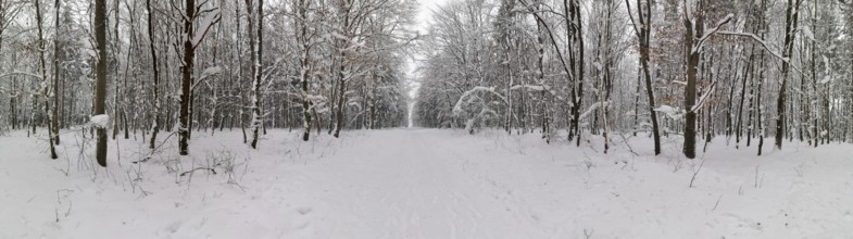 Panoramic view of a snowy forest trail flanked by snow-covered trees, Rennsteig, Frankenwald nature