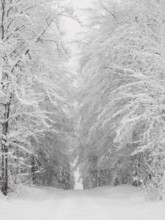 Snowy forest trail flanked by tall, snow-covered trees in a winter landscape, Rennsteig,
