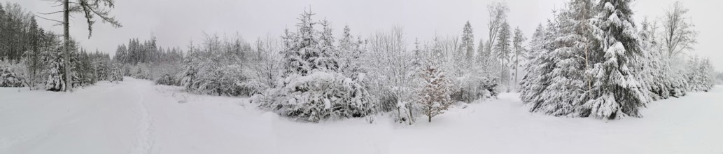 Panorama of a snow-covered winter forest with thick trees and a quiet atmosphere, Rennsteig,