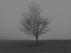 A single tree stands in a foggy, black and white winter landscape, Franconian Forest nature park