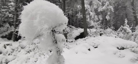 Frosty ice crystals in winter forest, dominating white structures, Fichtelgebirge, Bavaria