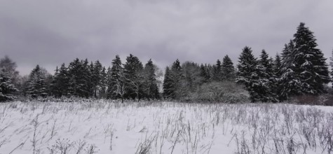 Open snowy area with limited row of trees under grey winter sky, Rennsteig, Thuringian Forest