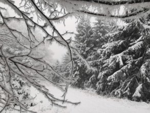 Snowy tree branches in a quiet winter forest, Fichtelgebirge, Bavaria
