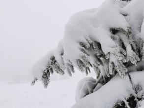 Close-up of a snow-covered pine branch catching winter, Rennsteig, Thuringian Forest