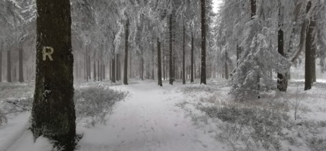 Snowy forest trail with sign in a quiet atmosphere between tall trees, Rennsteig, Thuringian Forest