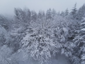 Snowy forest under fog, trees with thick layers of snow, quiet winter atmosphere, Franconian Forest