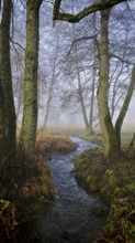 A stream snakes through foggy, bare forest, surrounded by moist moss and dead leaves, mystical,