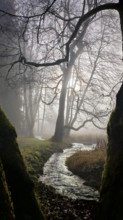 Narrow stream winds through foggy forest, sun rays break through bare treetops, mystical, romantic,