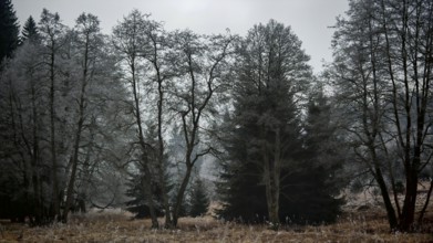 A frosty forest in cool winter light with bare trees and an eerie atmosphere, mystical, romantic,