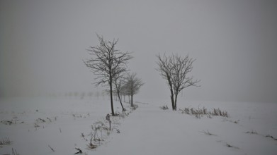 A snow-covered path, lined with bare trees under a foggy sky, mystical, romantic, Rennsteig,
