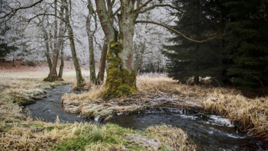 A small stream flows through an autumnal forest landscape with bare trees, mystical, romantic,