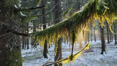 Snowy branches with green moss illuminated by sunlight in the forest, mystical, romantic,