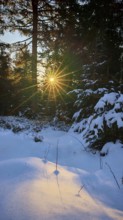 The sun shines through a snowy forest and creates a quiet, peaceful atmosphere, mystical, romantic,