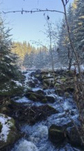 A stream flows through a snowy forest, surrounded by trees, mystical, romantic, Franconian Forest