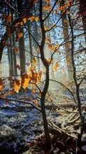 Sun rays penetrate leaves and trees in a snowy forest, mystical, romantic, Franconian Forest nature