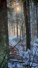 Snowy forest scene with rays of light shining through the trees, mystical, romantic, Franconian