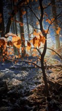 Close up of illuminated autumn leaves in a snowy forest, mystical, romantic, Franconian Forest