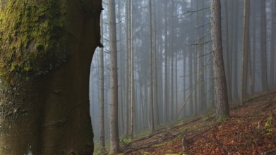 Misty forest with tall trees and moss, mystical, romantic, Franconian Forest nature park Park