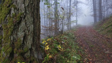 A foggy forest trail with autumn leaves and large trees creates a mystical atmosphere, mystical,