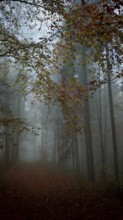 Autumn forest in fog with falling leaves, mystical, romantic, Franconian Forest nature park Park