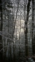 A frosty, wintry forest with bare trees in the soft light of sunset, mystical, romantic, Rennsteig,