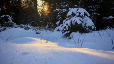 A sunny winter day in the forest, the snow glitters in the setting sun, mystical, romantic,