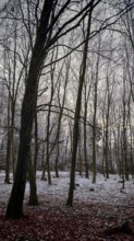 A wintery forest with soft light falling through bare branches, mystical, Franconian Forest,