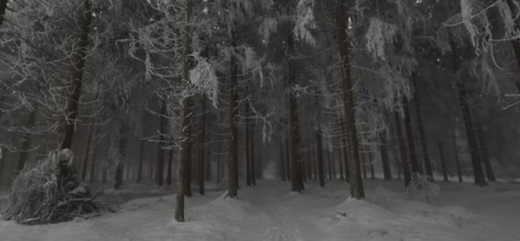 Snow-covered, quiet forest with tall, dark trees and discreet lighting, Rennsteig, Thuringian