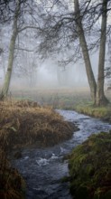Small stream flows through foggy forest, surrounded by bare trees and autumn leaves, mystical,