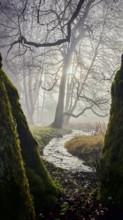 A small stream flows through a foggy forest, pierced by sunlight, surrounded by moss-covered trees,