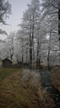 A small hut stands in a wintry landscape with snow-covered trees and a river, mystical, romantic,