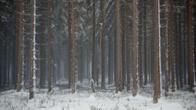 Snowy trees in a quiet, wintry forest, mystical, romantic, Rennsteig, Thuringian Forest