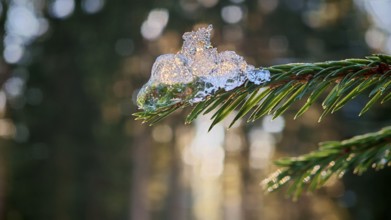 Close-up of snow sparkling on a pine branch in a winter forest, mystical, romantic, Frankenwald
